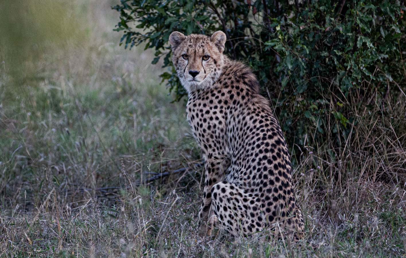 cheetah_portrait1