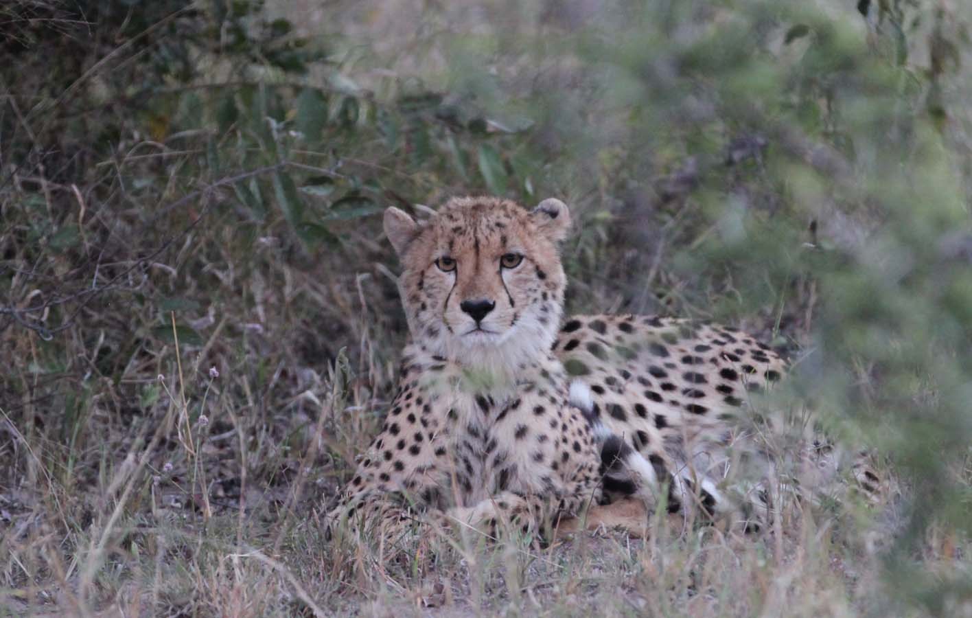 cheetah_portrait5