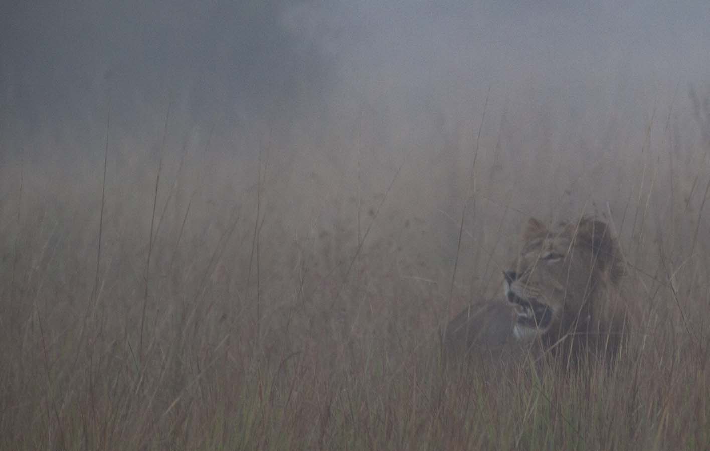 lion_mist3