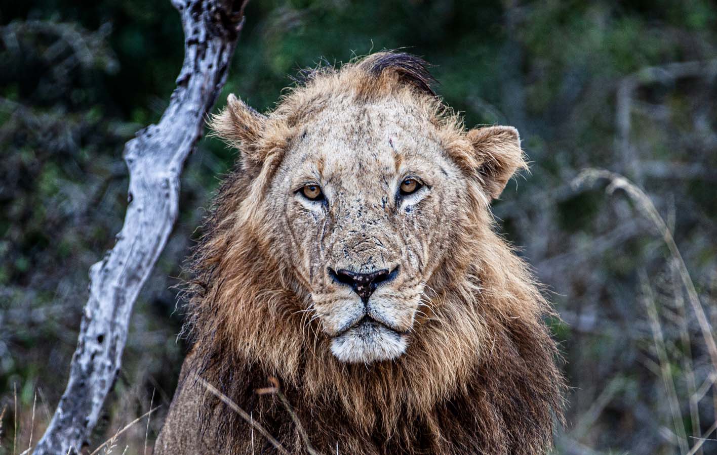 lion_portrait1