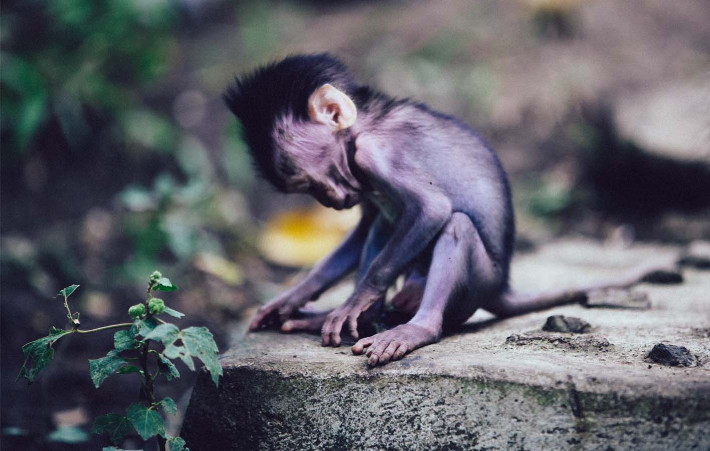 baby_monkey1