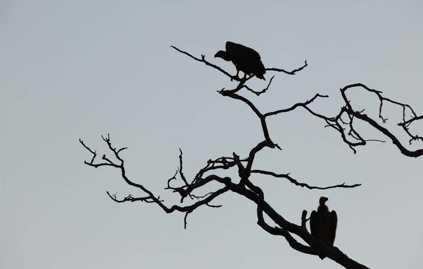 vulture_tree1