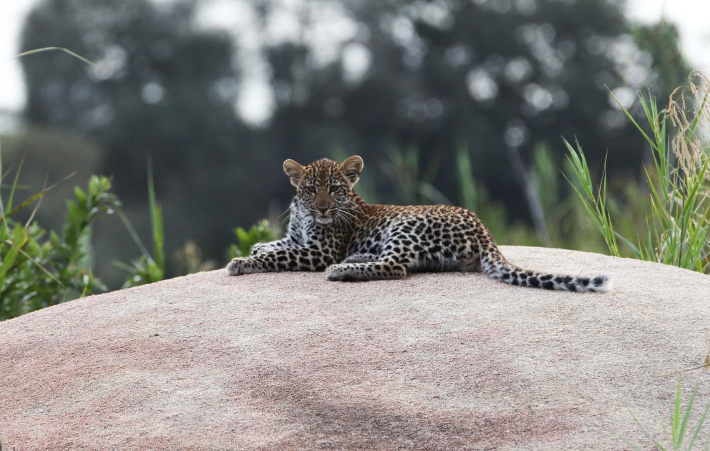 leopard_cub_rock