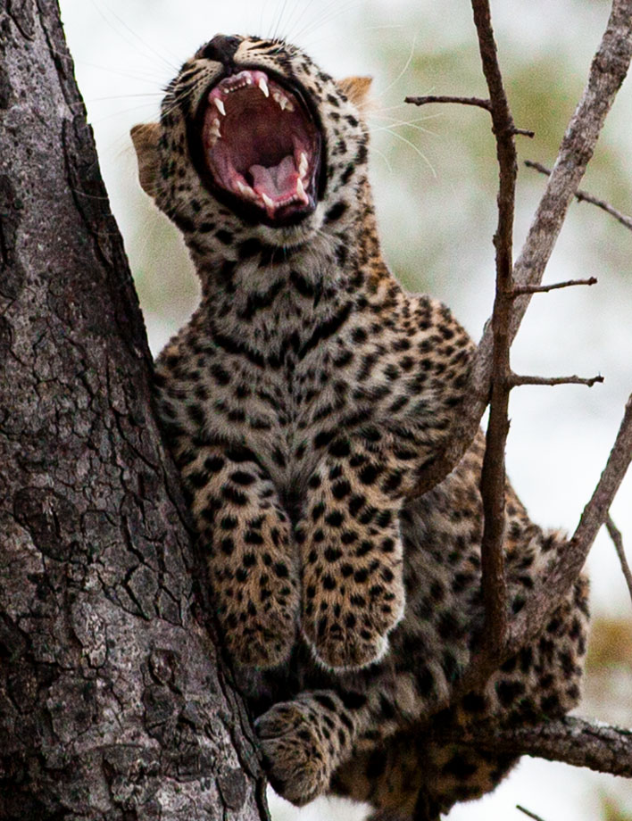 leopard_cub_teeth