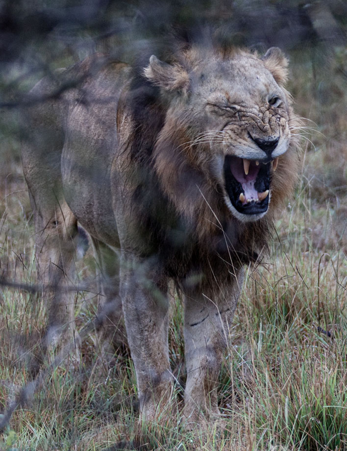 lion_yawn_v