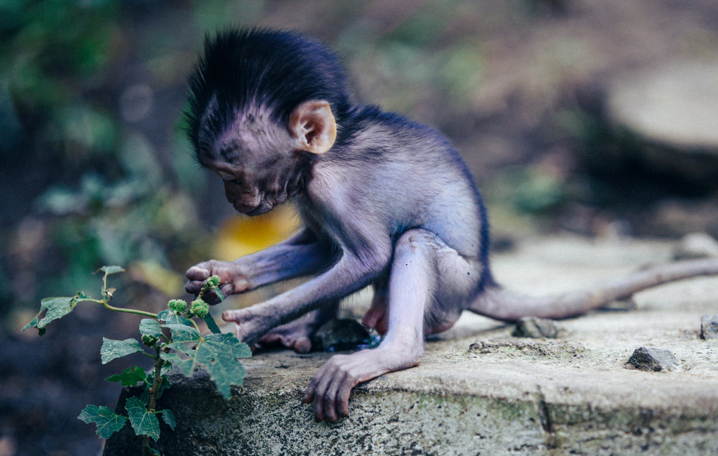 macaque10_18_0001_Layer-16