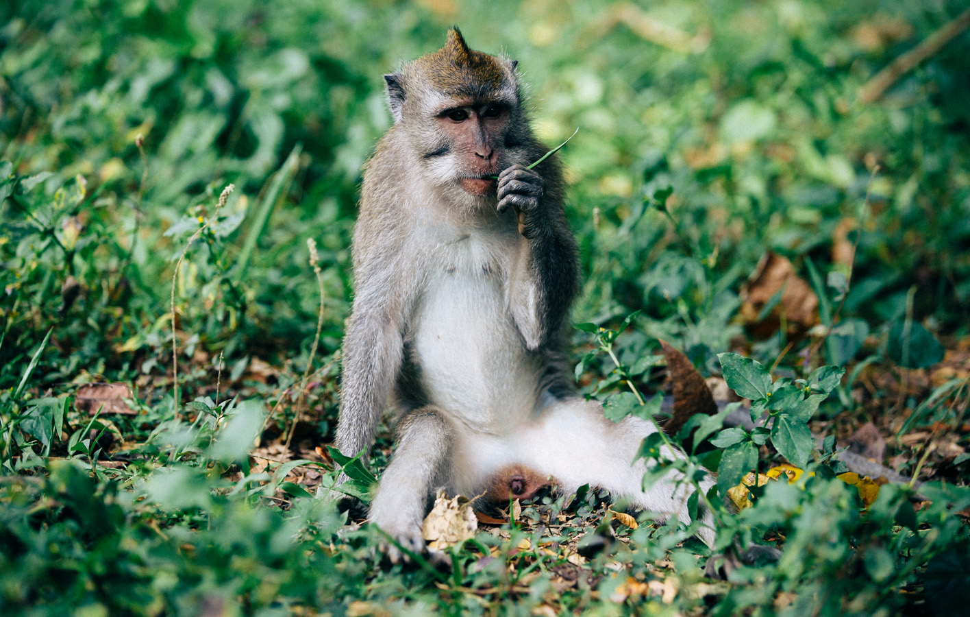 macaque10_18_0005_Layer-12