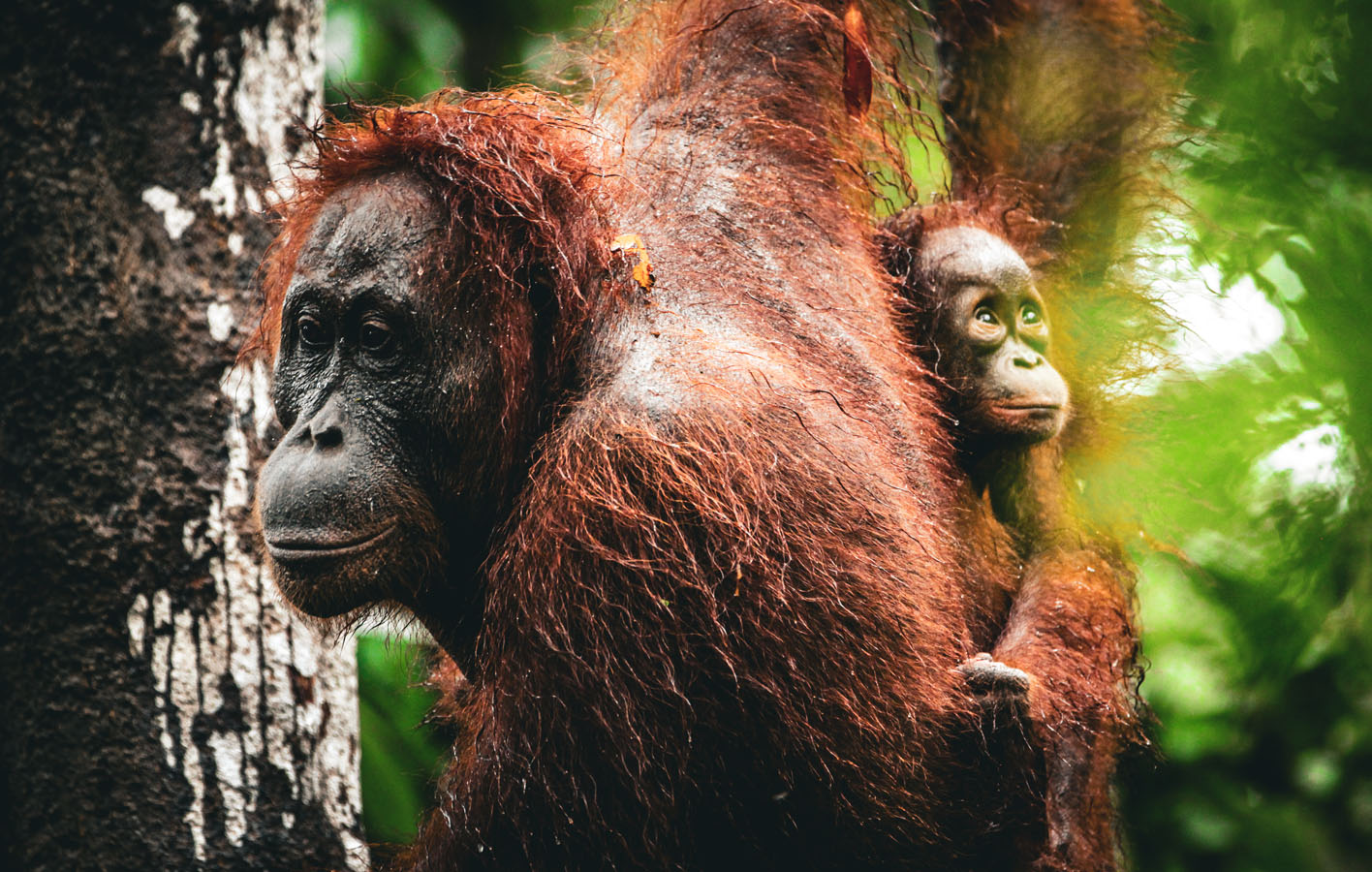 borneo_0000_orangutan-46