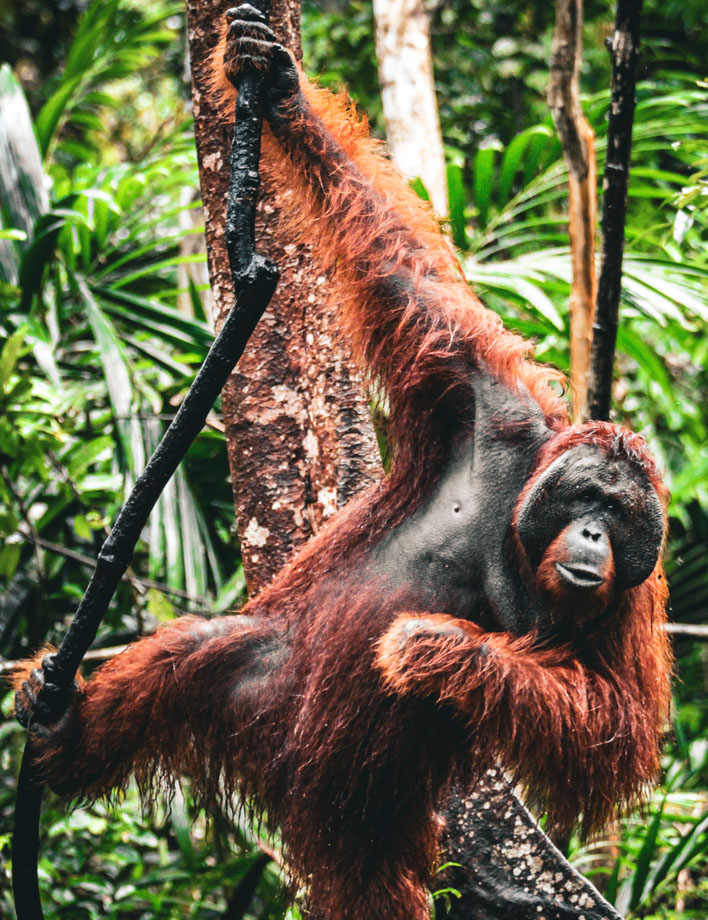 borneo_0002_orangutan-13