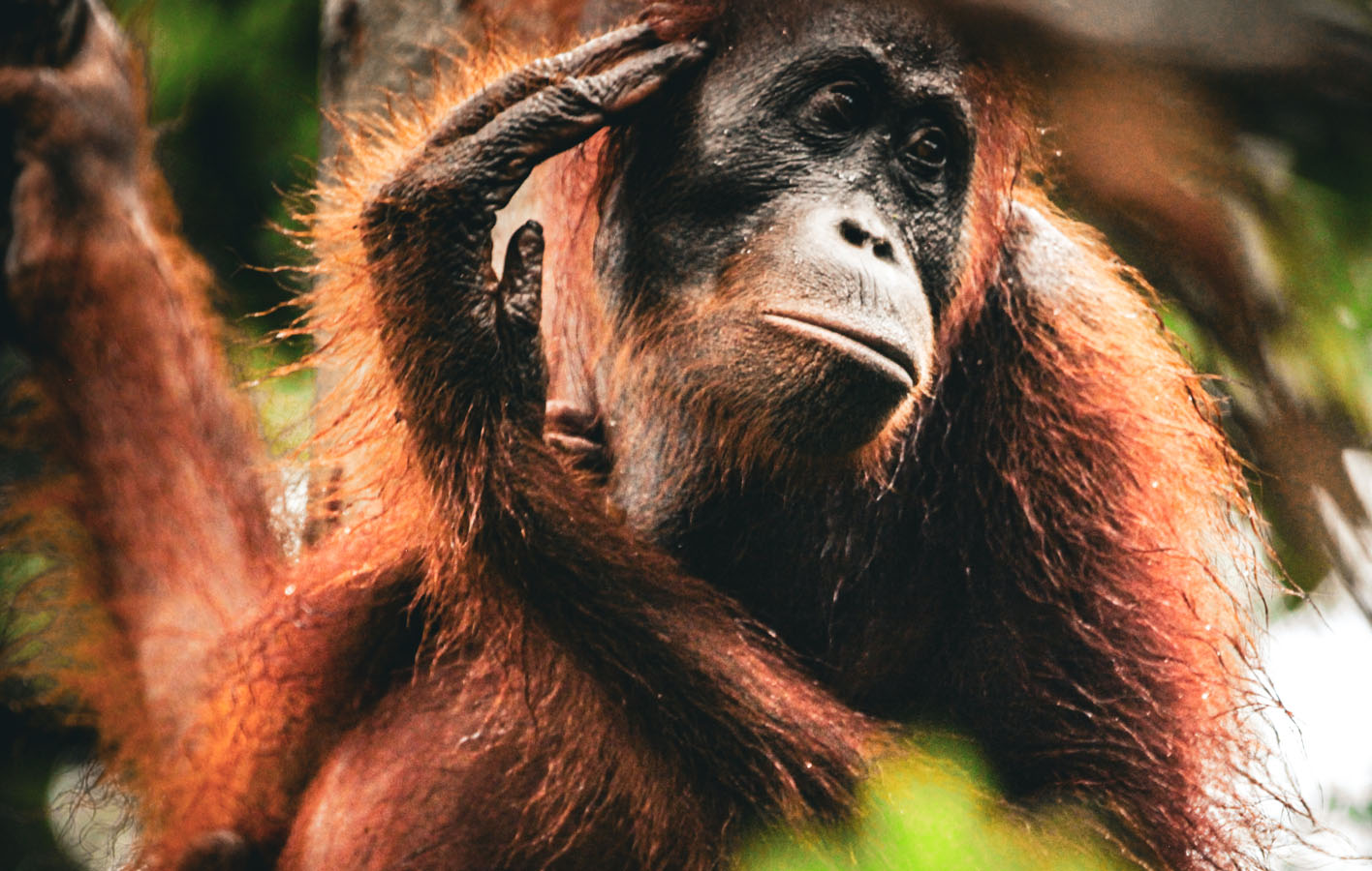 borneo_0002_orangutan-44
