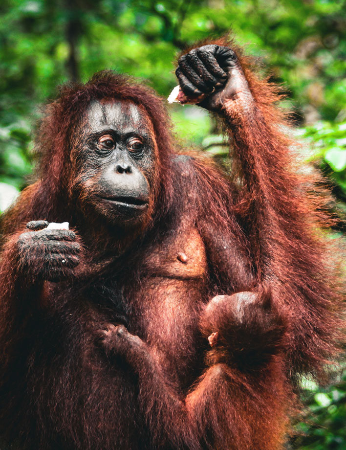 borneo_0007_orangutan-8