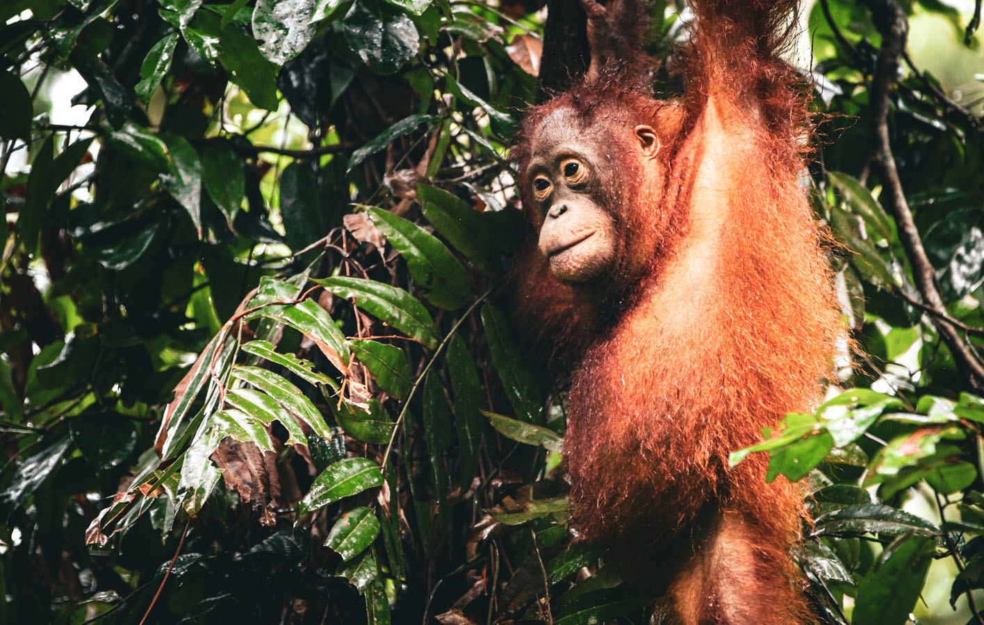 borneo_0008_orangutan-38