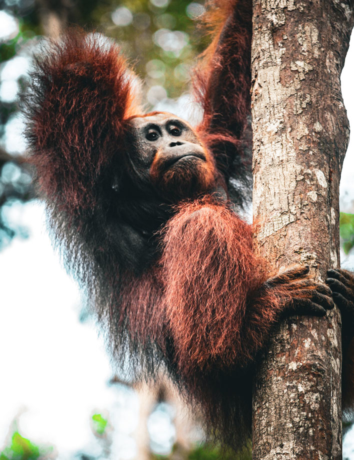 borneo_0009_orangutan-6