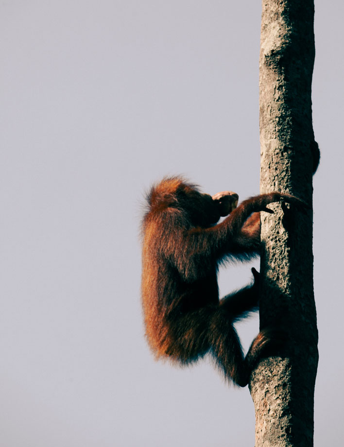 borneo_0010_orangutan-5