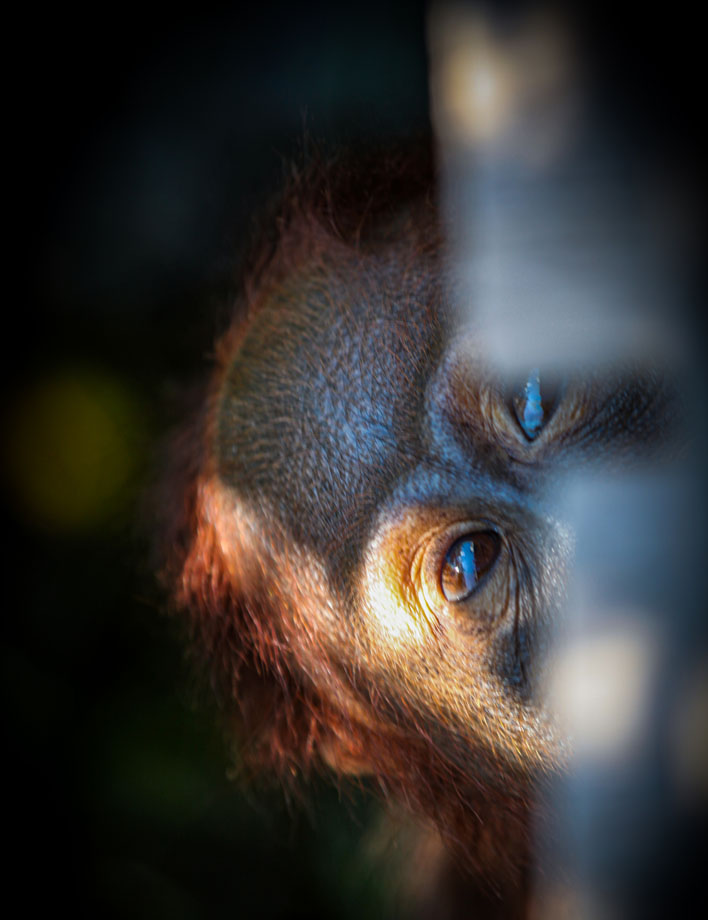 borneo_0011_orangutan-4