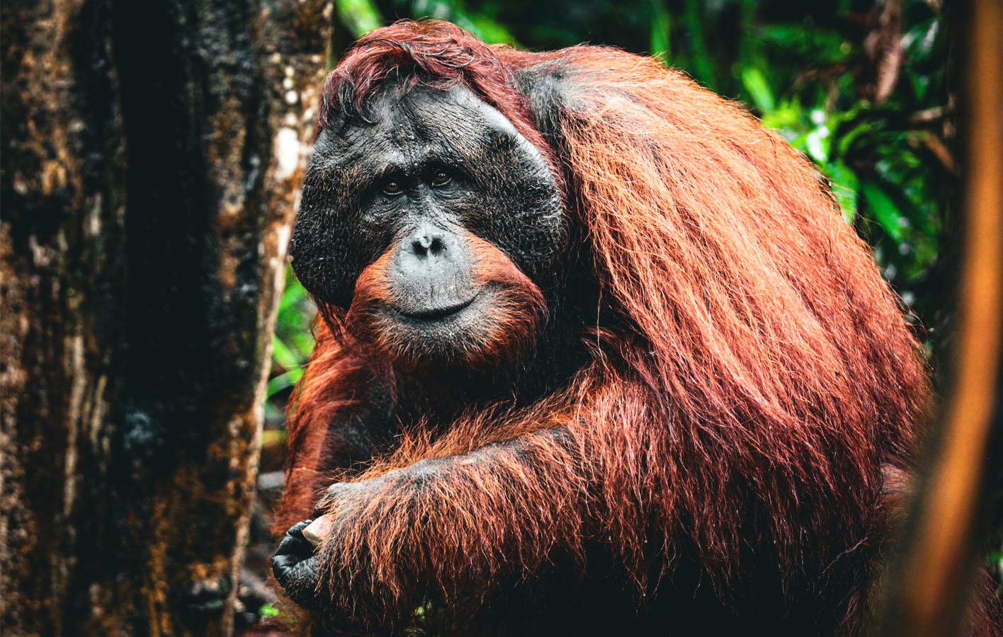 borneo_0013_orangutan-33