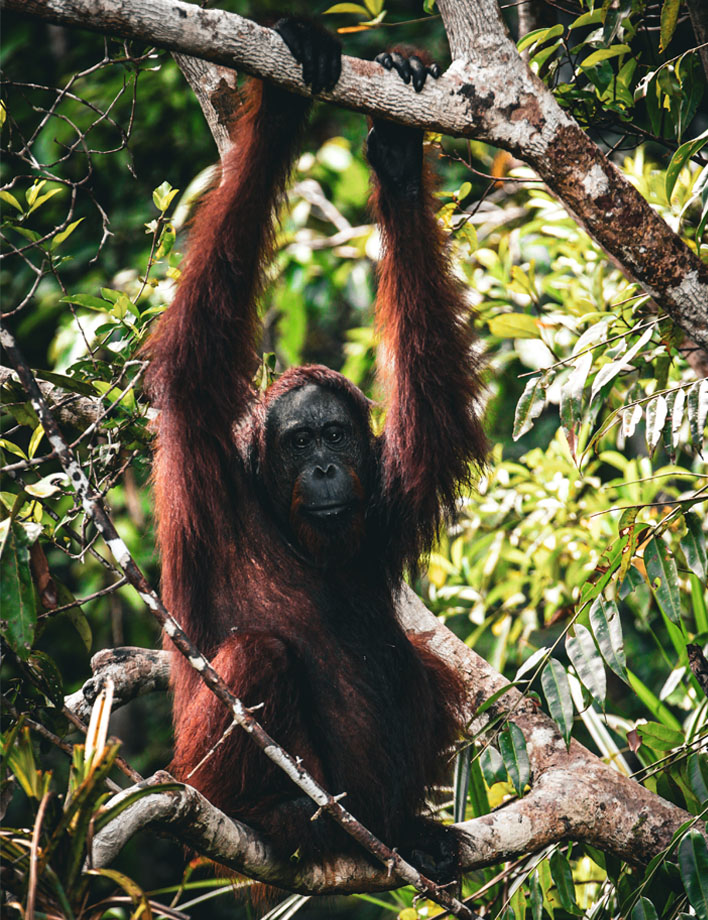 borneo_0014_orangutan-1
