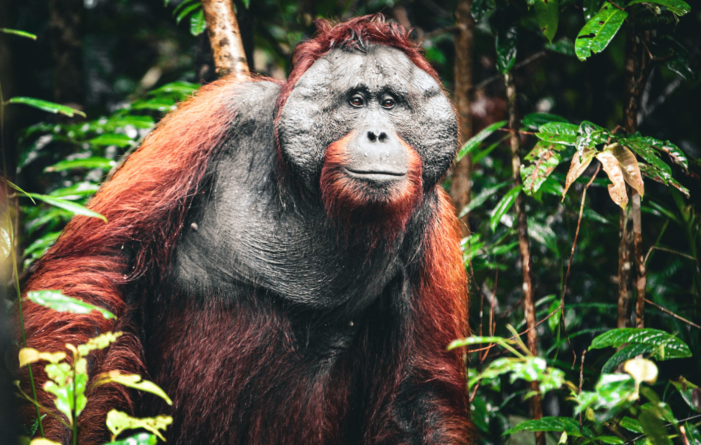 borneo_0017_orangutan-29