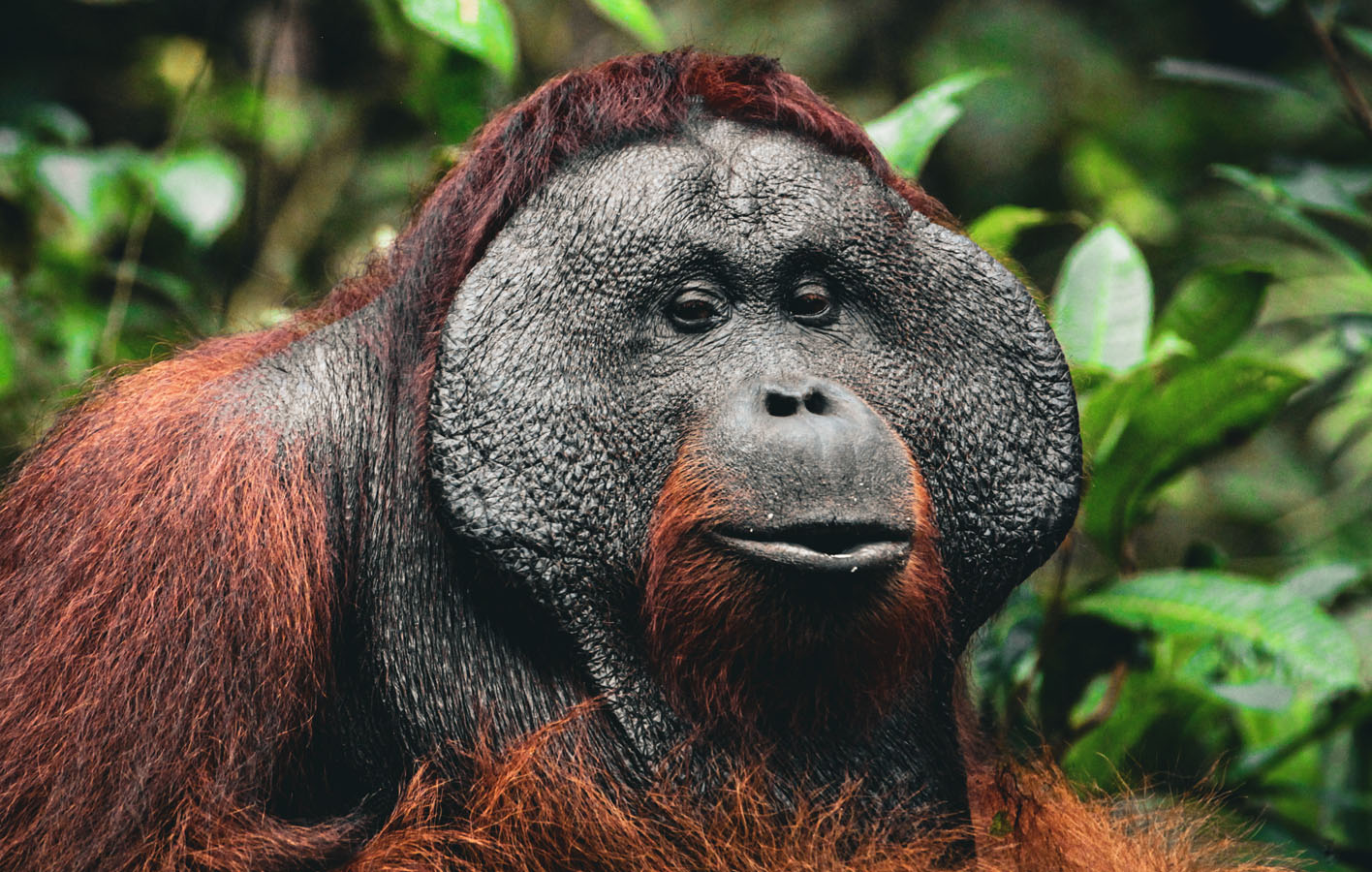 borneo_0020_orangutan-26