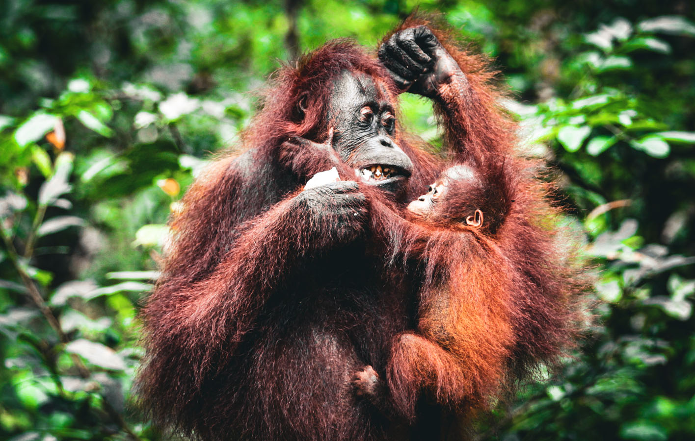 borneo_0022_orangutan-24