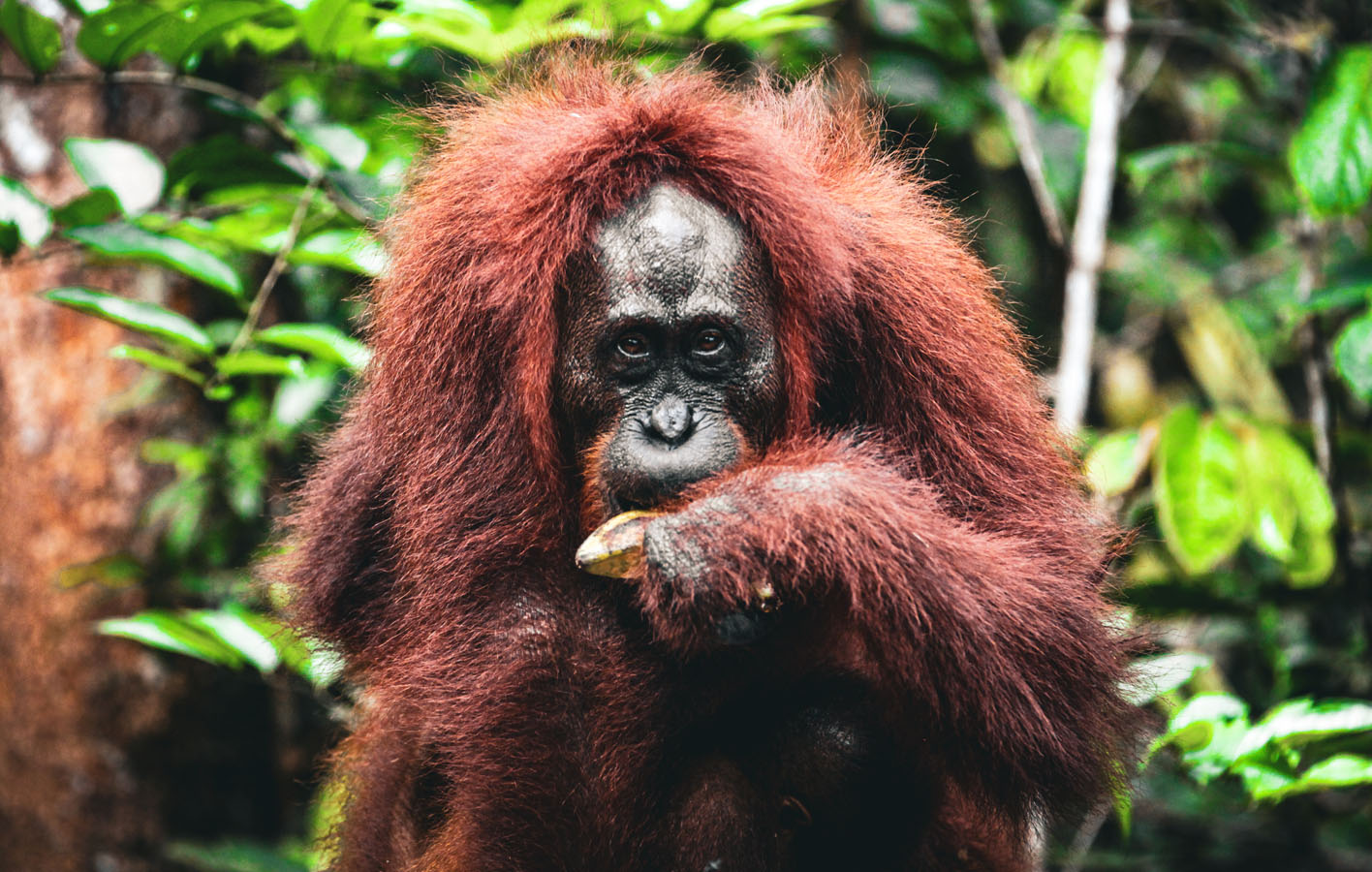 borneo_0028_orangutan-18