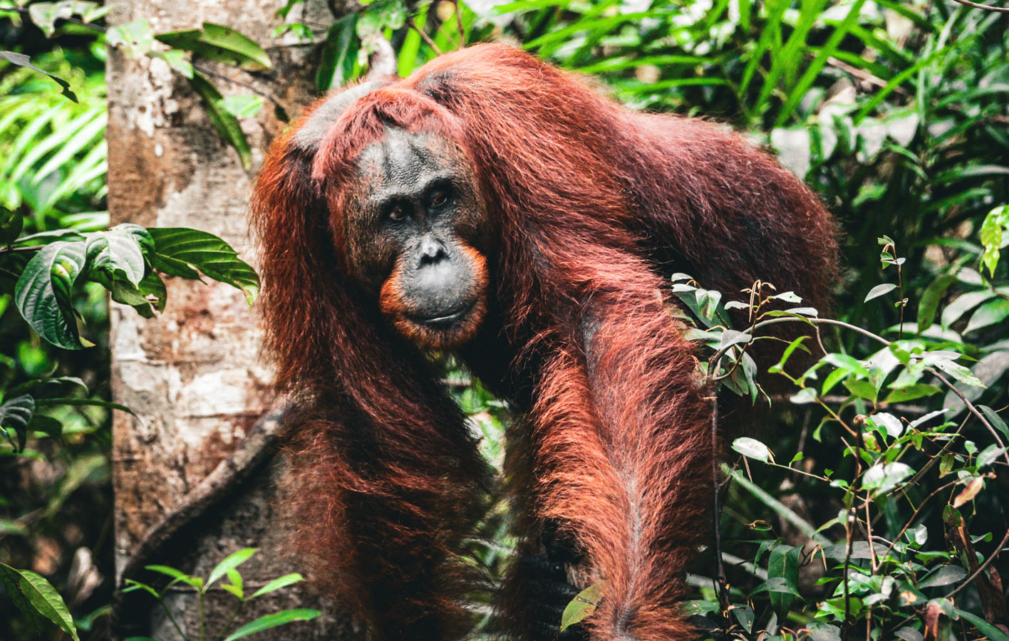 borneo_0030_orangutan-16