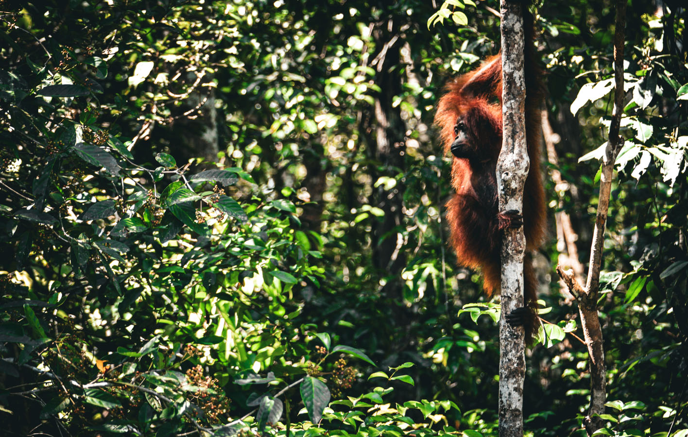 borneo_0043_orangutan-3